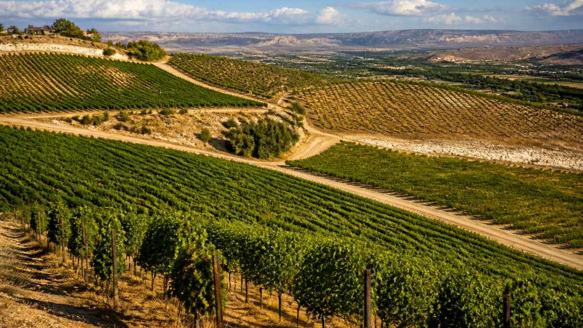 Sprawling vineyard with rolling terrain showing distinct soil variations, slope differences, and surrounding landscape under golden afternoon light